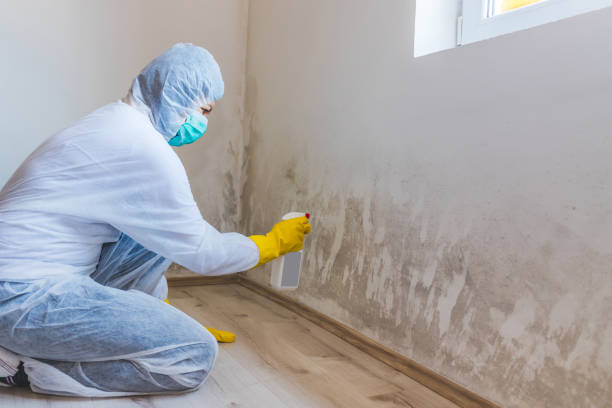 Black mold inspection in Phoenix