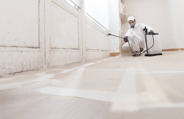 Black mold remediation team in Phoenix